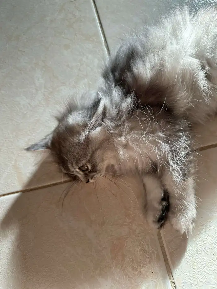 قطط سكوتش للبيع 10