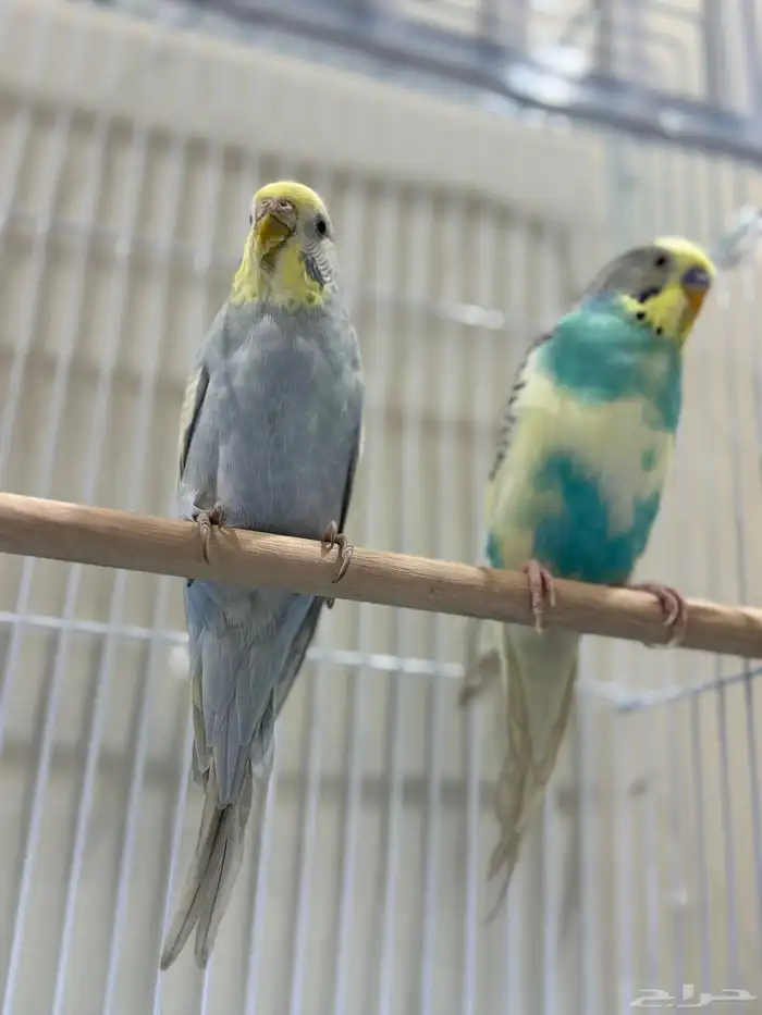 عصافير الحب للبيع 1