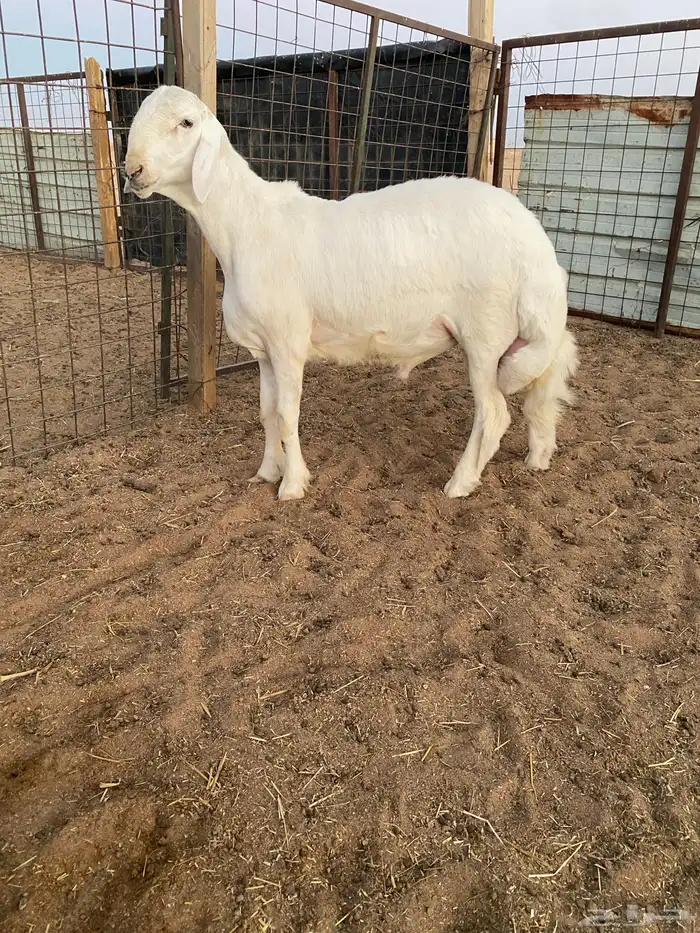 طلي حري صنف ونادر راس ملكي 2