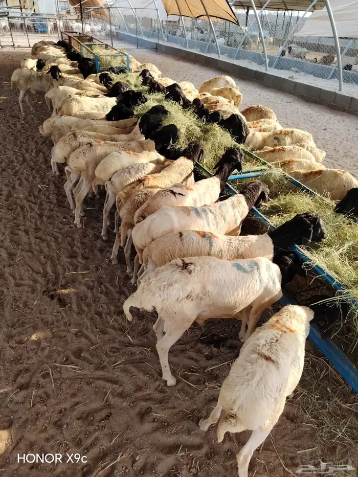 ذبايح ب 500 ريال 5