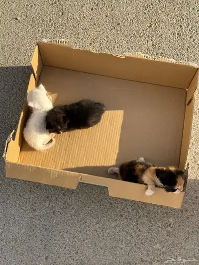 للتبني امهم ماتت بحادث سياره 0