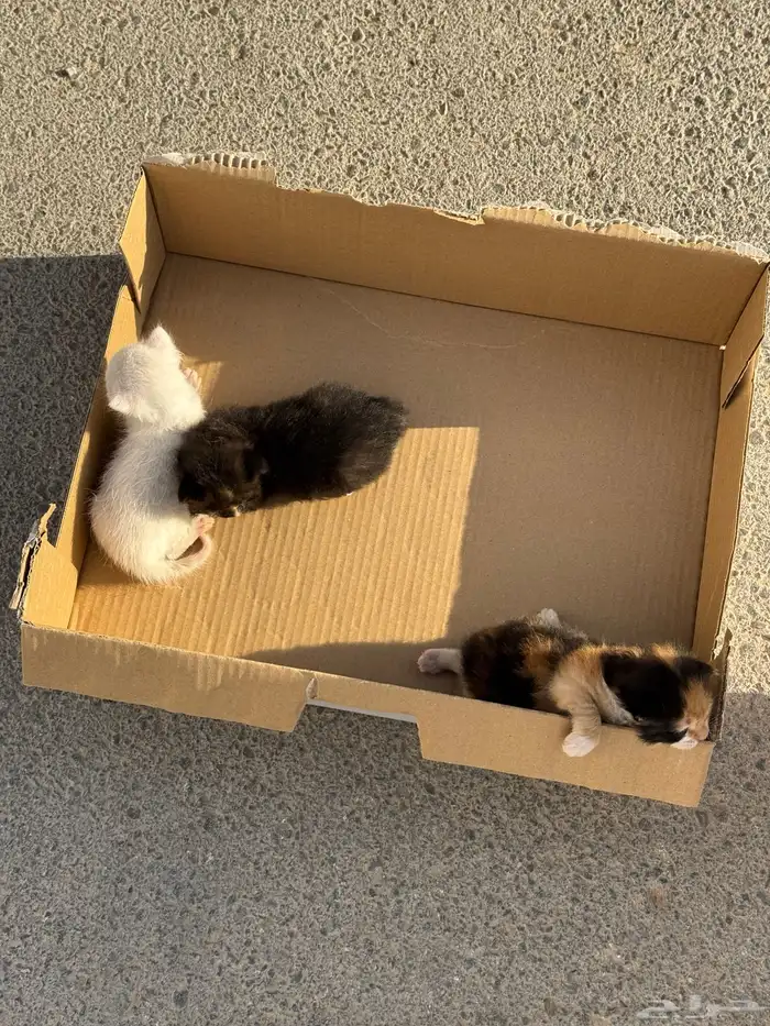 للتبني امهم ماتت بحادث سياره 0