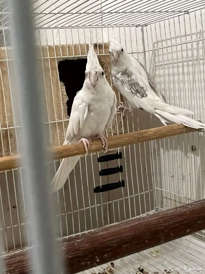 زوج هولندي 1