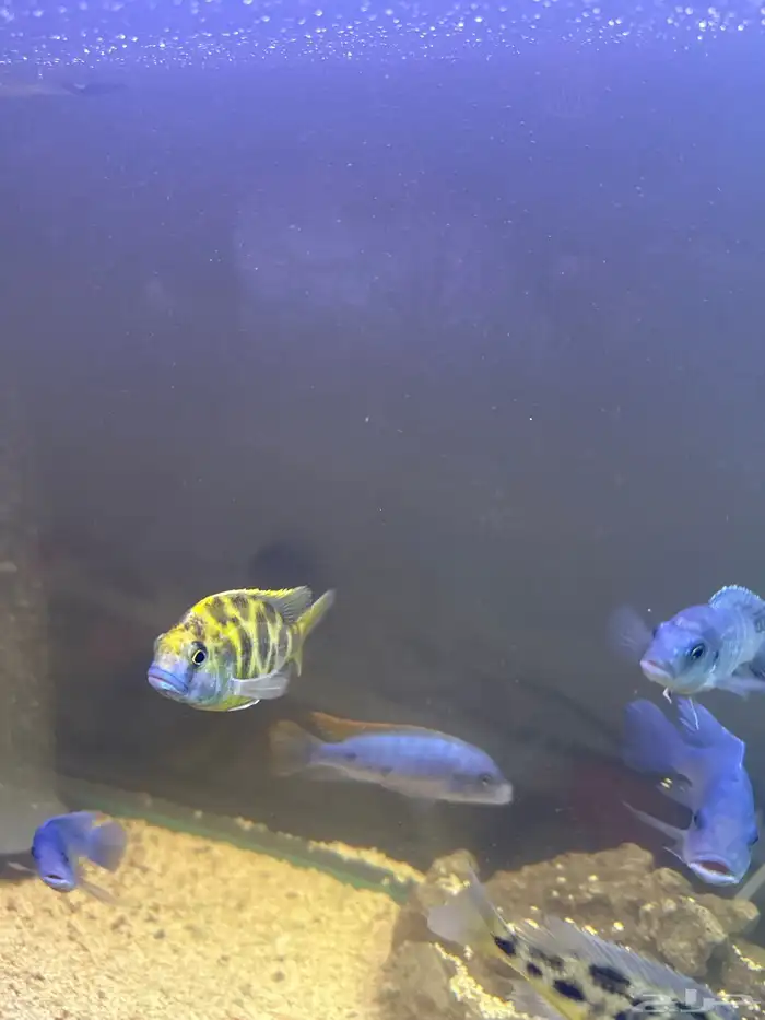 سمك زينه سيكلد 3