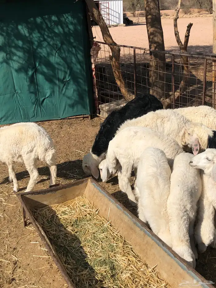 القويعيه الرويضه بالعرض 9