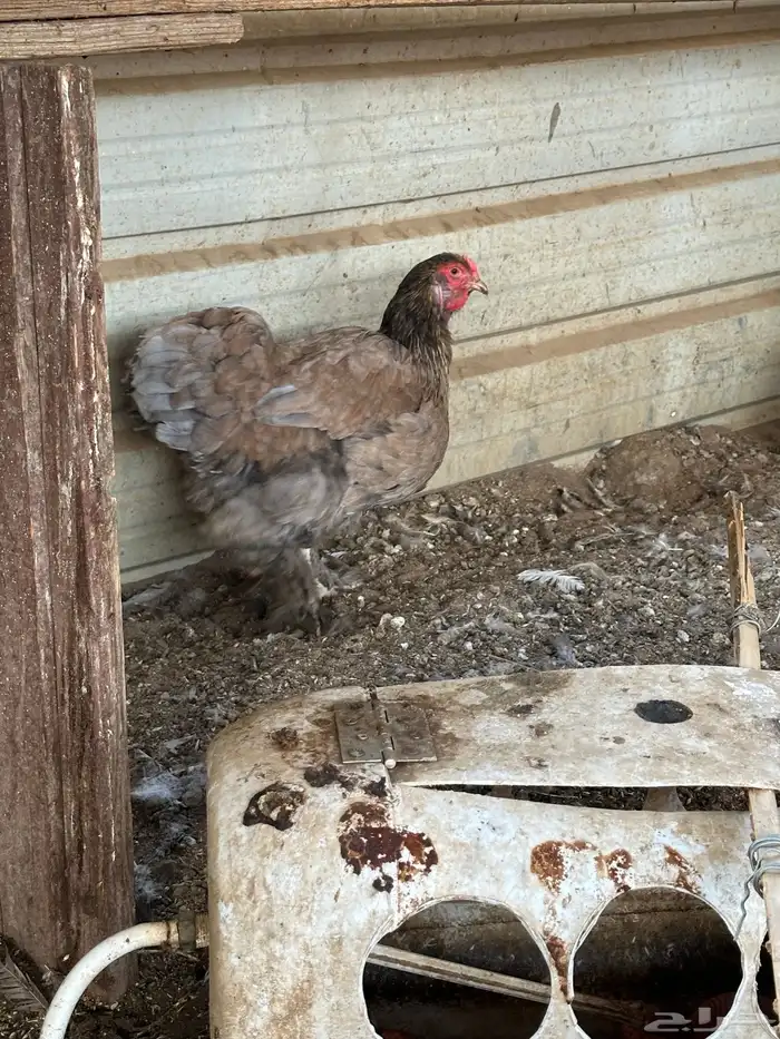 طقم دجاج براهما وديك 8