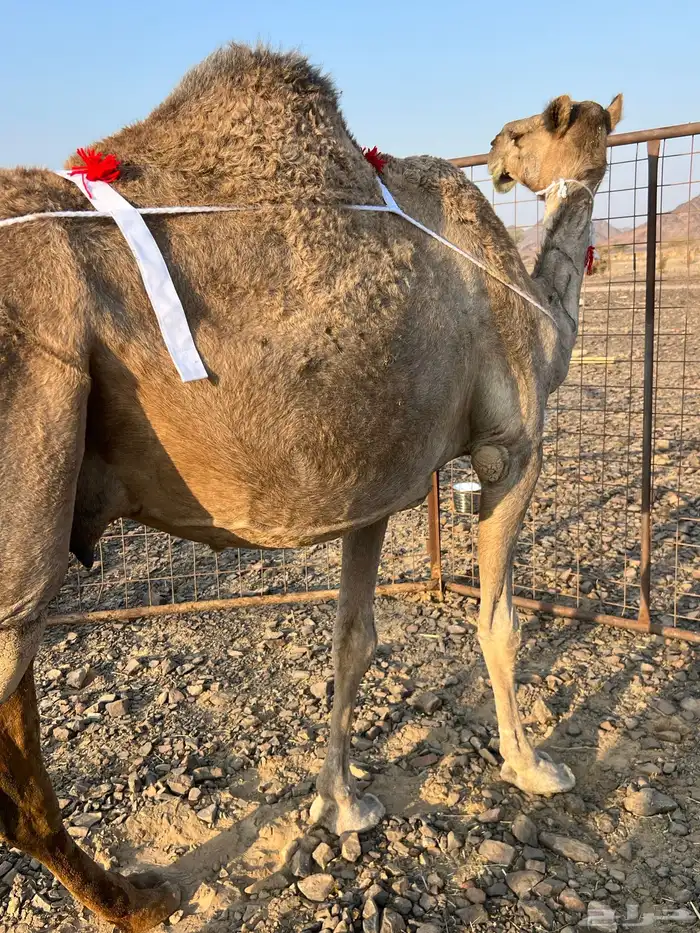 ساحليه تحتها بكره ناقه لبن ب 10500 يبلاش 0