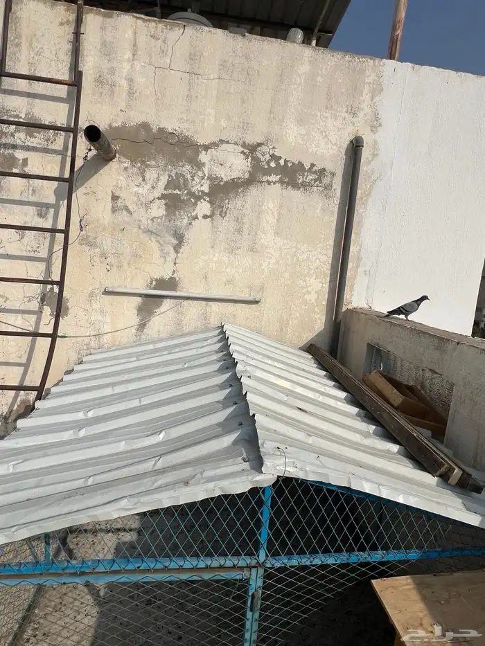 للبيع شبك للحمام 4