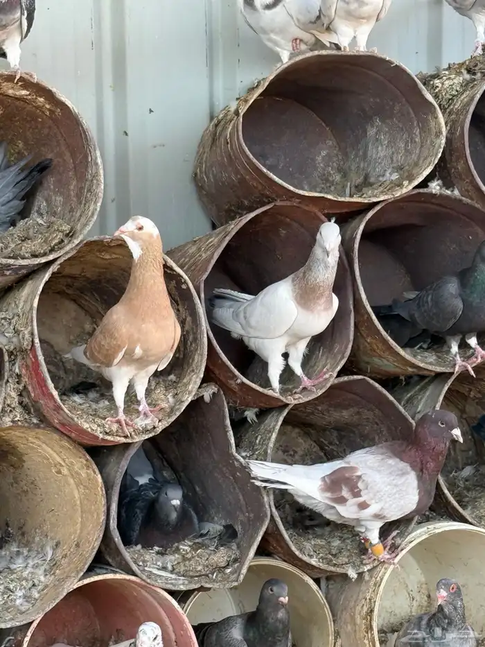 فواخر الحمام الخشن السوري 1