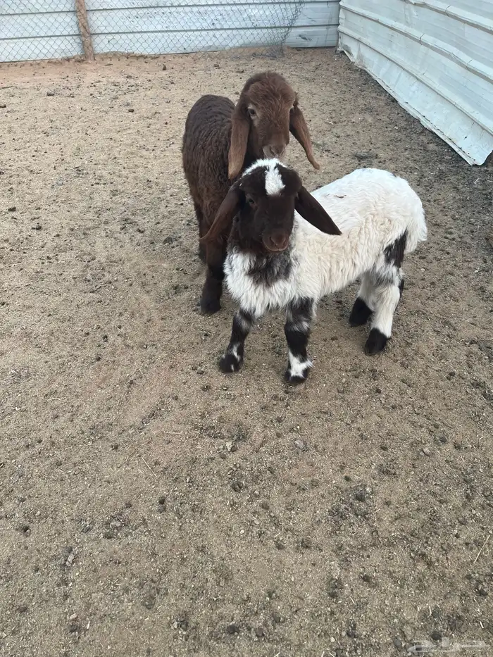 دواغير اثنين 0