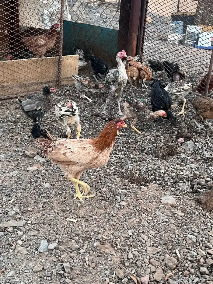 دجاج وديوك للبيع 1