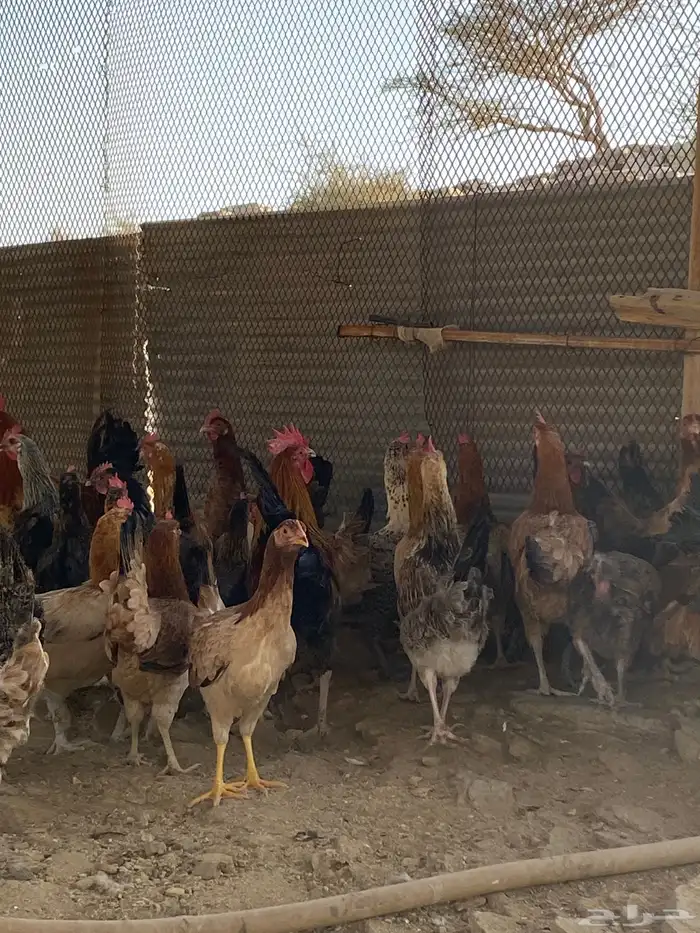 دجاج بلدي بياض شرط فواتح حمر 7