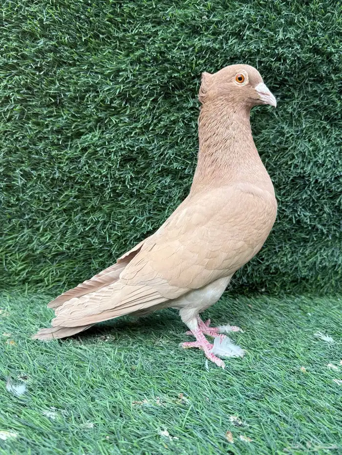 للبيع جوزين زاجل سوبر جامبو اصفر و احمر 2