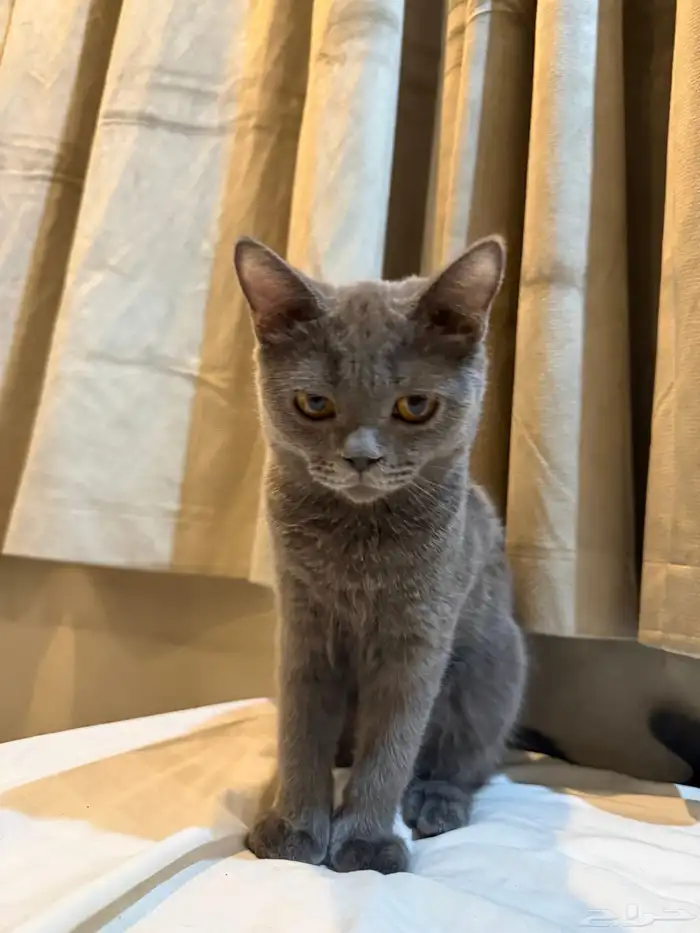 البيع قطط سكوتش 1