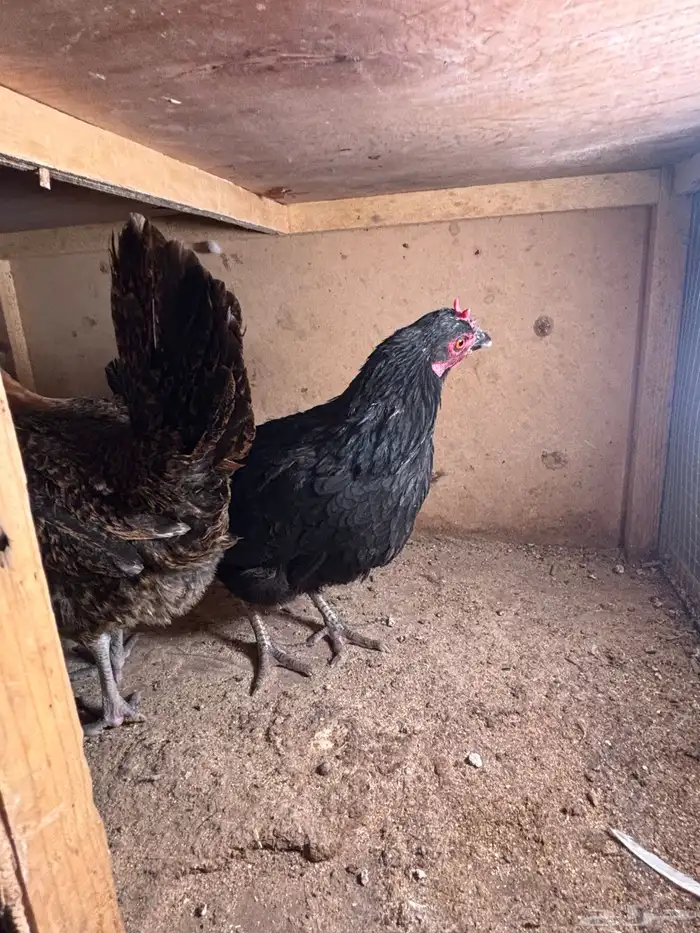 للبيع دجاج 2