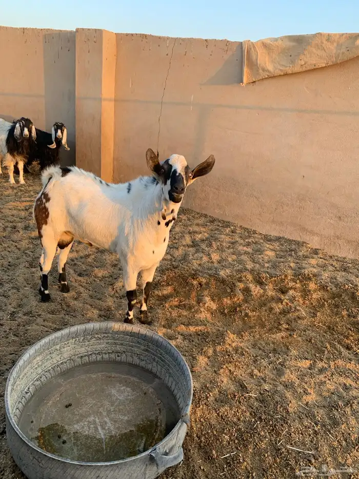 للبيع تيس بيشي 0