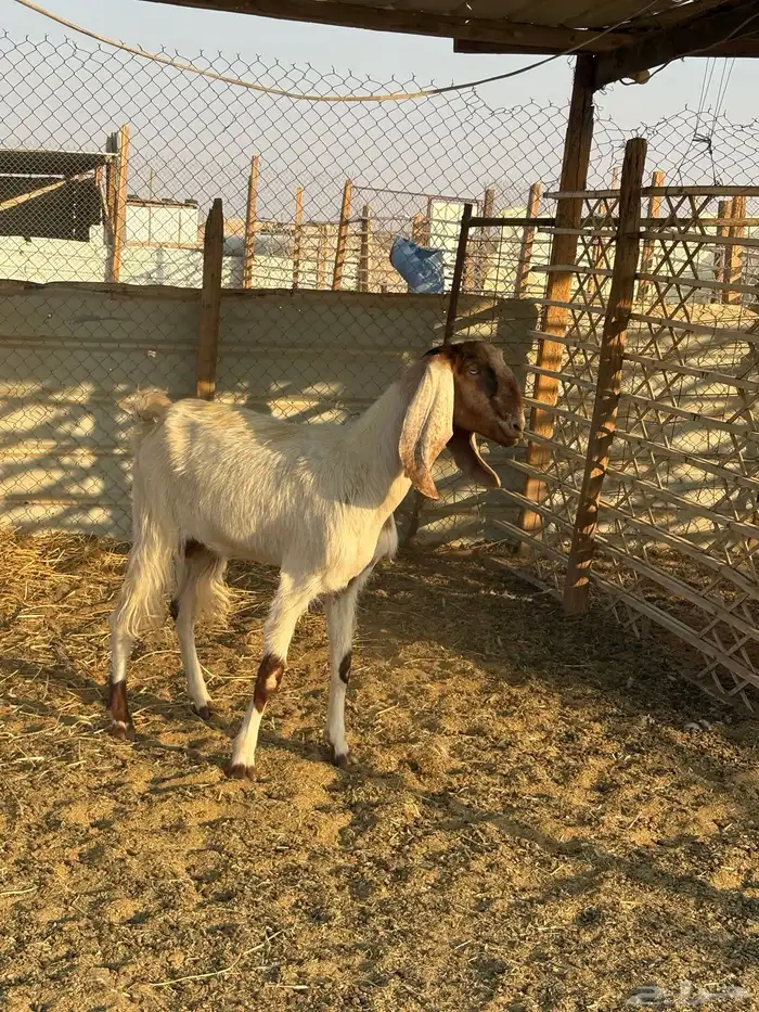 عنز مشروكه مصريه عارضيه تم البيع 3