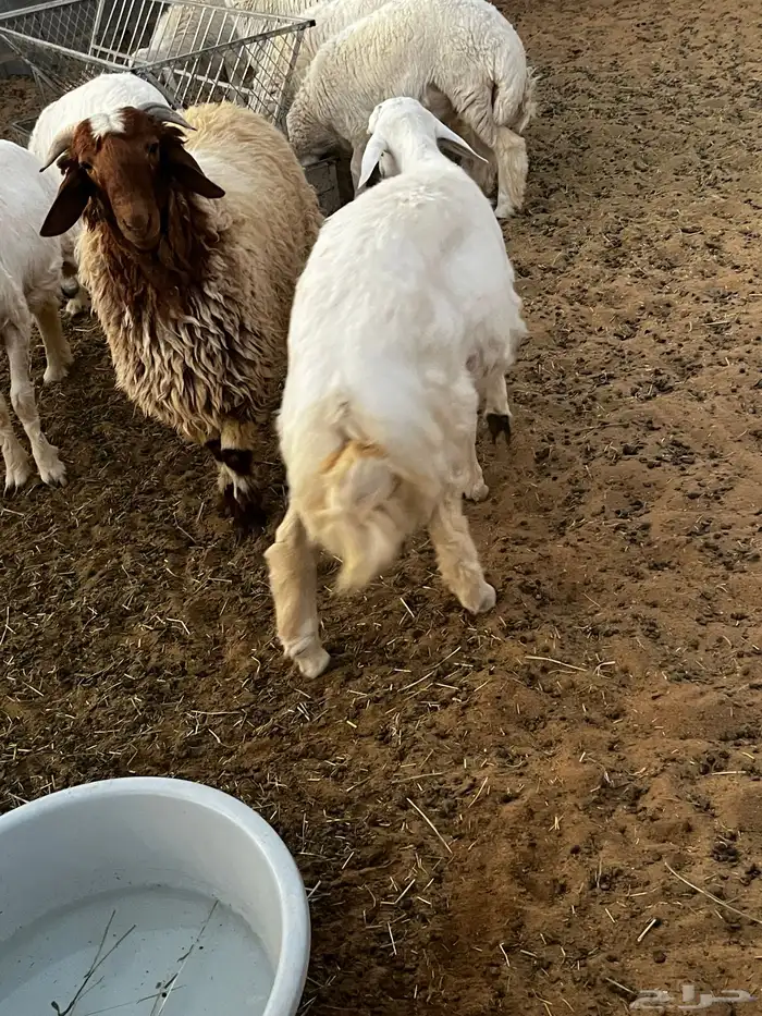 خرفان البيع صنف 1