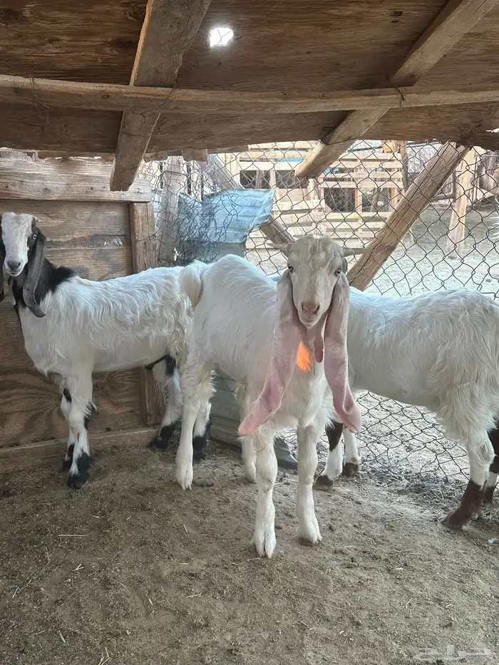 تيوس للبيع 0