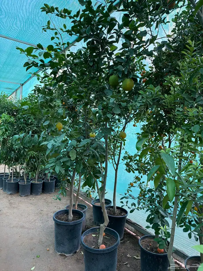 حمضيات بجميع انواعها 1