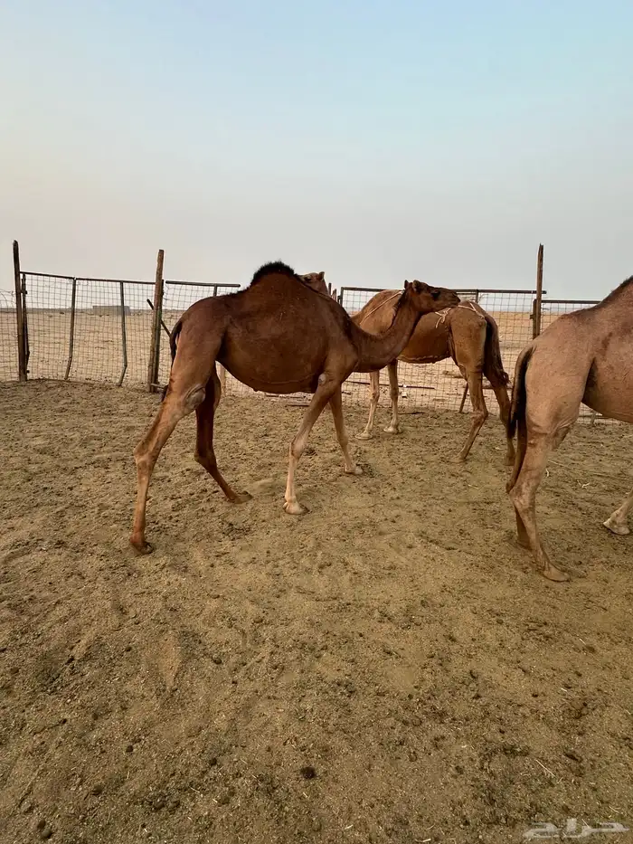 بكره حمراء دهماء ساحليه 3