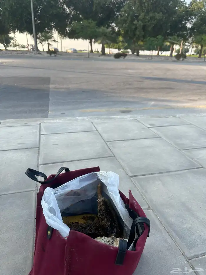 عسل أصلي 100 1