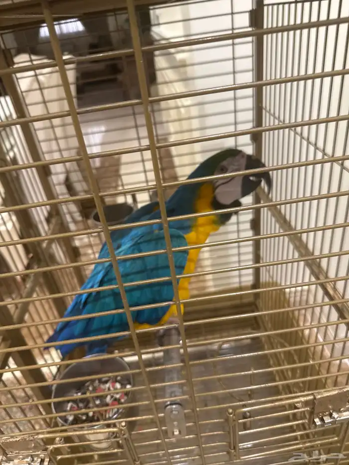 ببغاء مكاو هدد متكلم 2