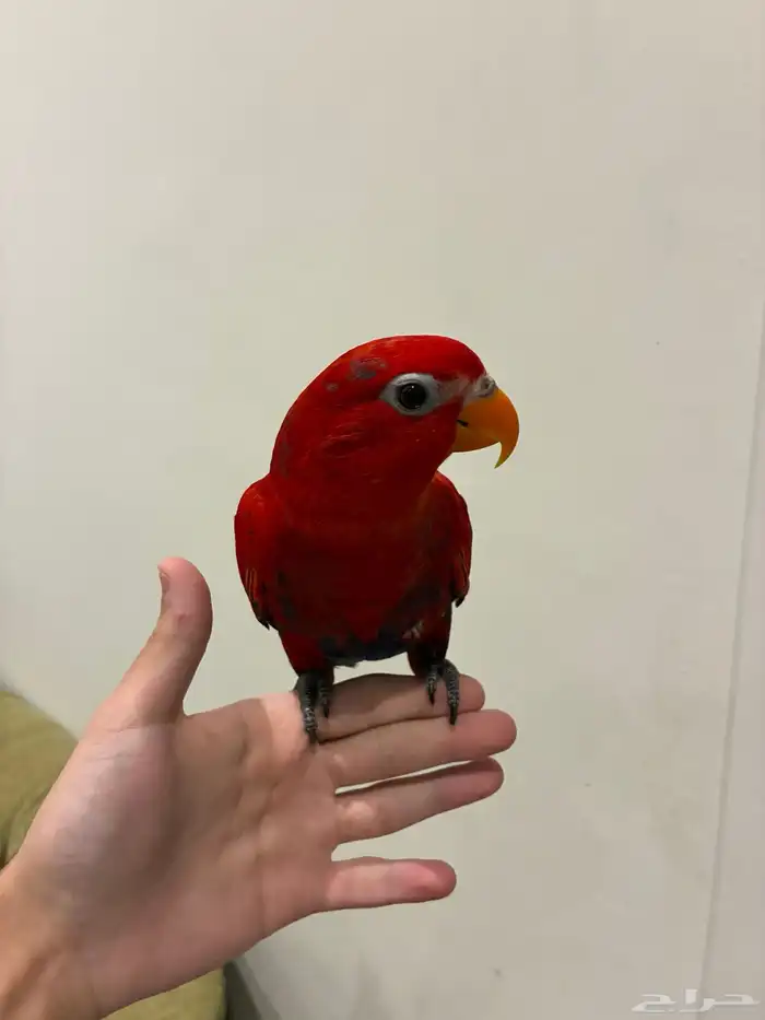 ريد لوري اليف هدد لعوب 1