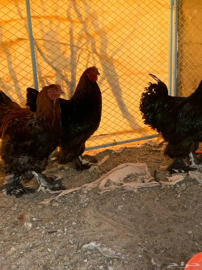 ديوك براهما الماني 5