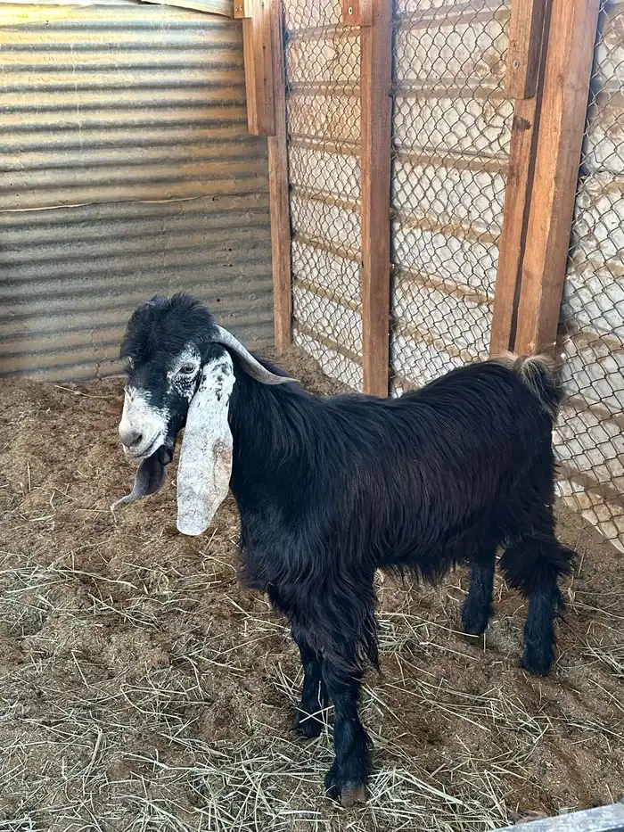 تيس عارضي مشروع فحل 2