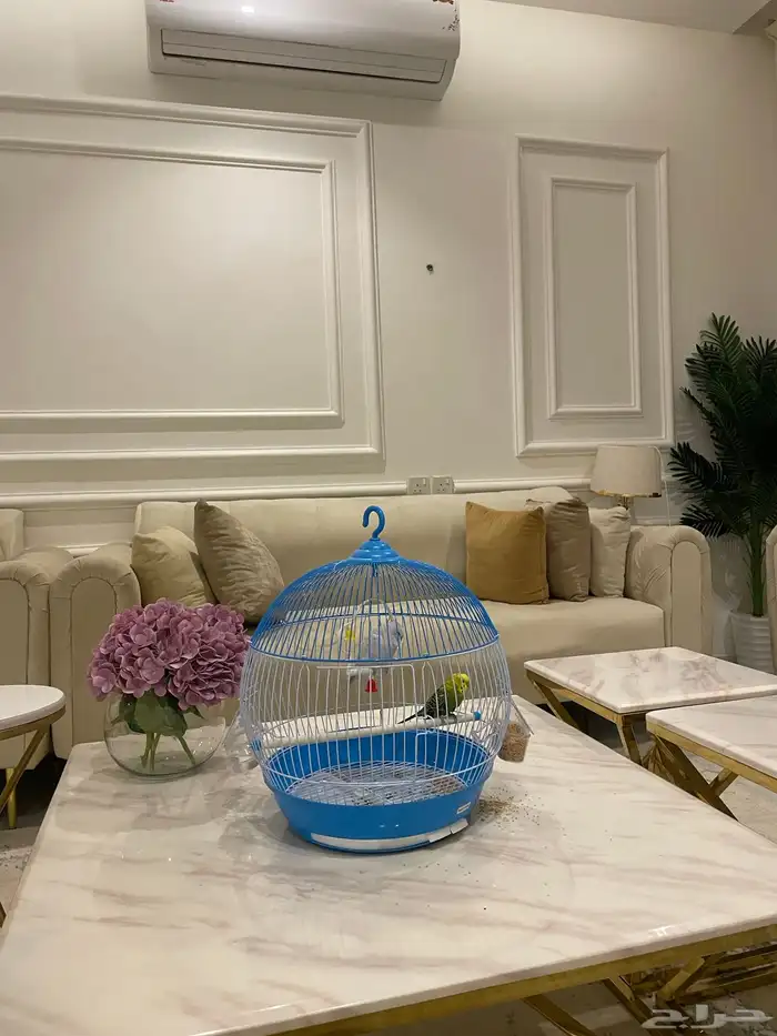 طيور الحب طيور جوزين 1