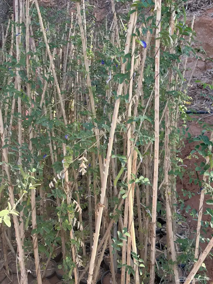 للبيع شتلات شاي ازرق. العدد 1500 تقريبن 4