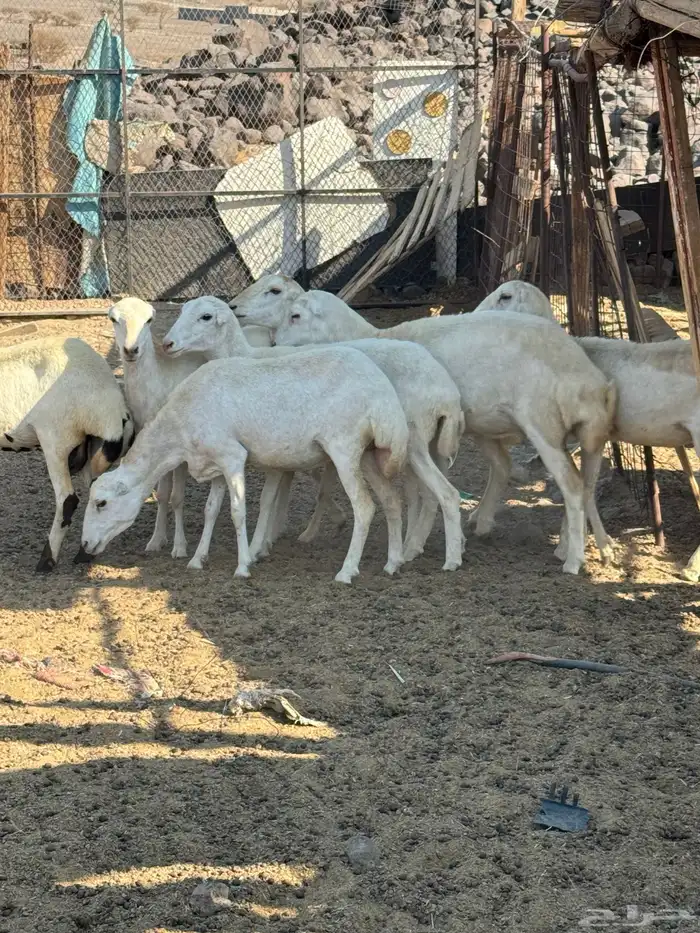 ضان رفيديات صنف 0