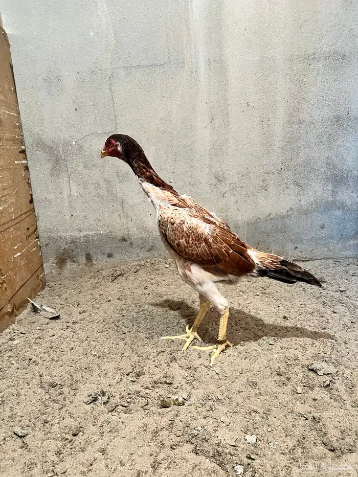 ديك برازيلي انتاج مستورد 7