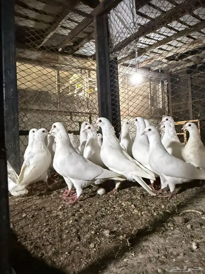 حمام  فرنسي 3