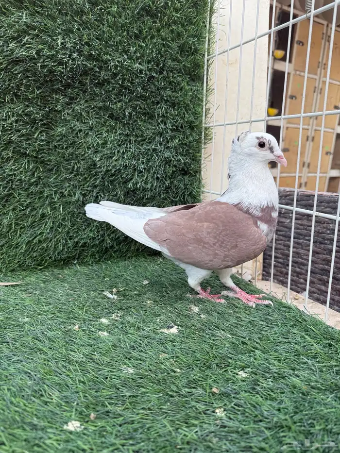 للبيع جوزين زاجل سوبر جامبو اصفر و احمر 6