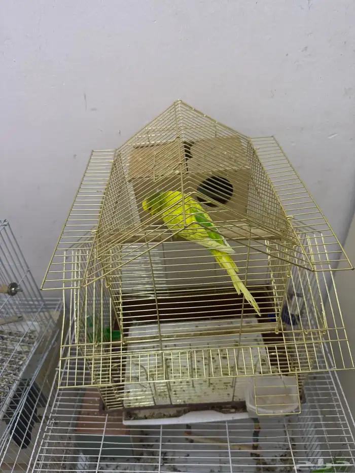 طيور الحب بادجى و روز للبيع 13