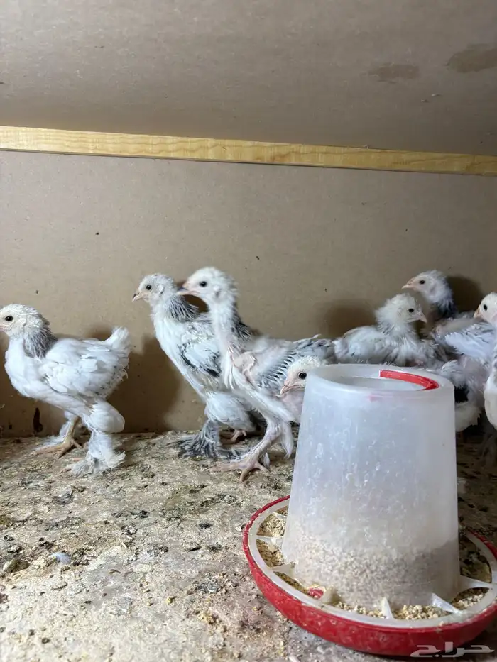 صيصان مستوى فاخر جدا جدا ما شاء الله تبارك الرحمن 5