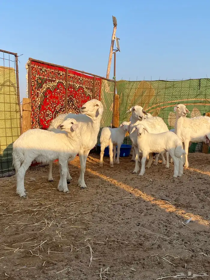 شياه خلفات خصم 0