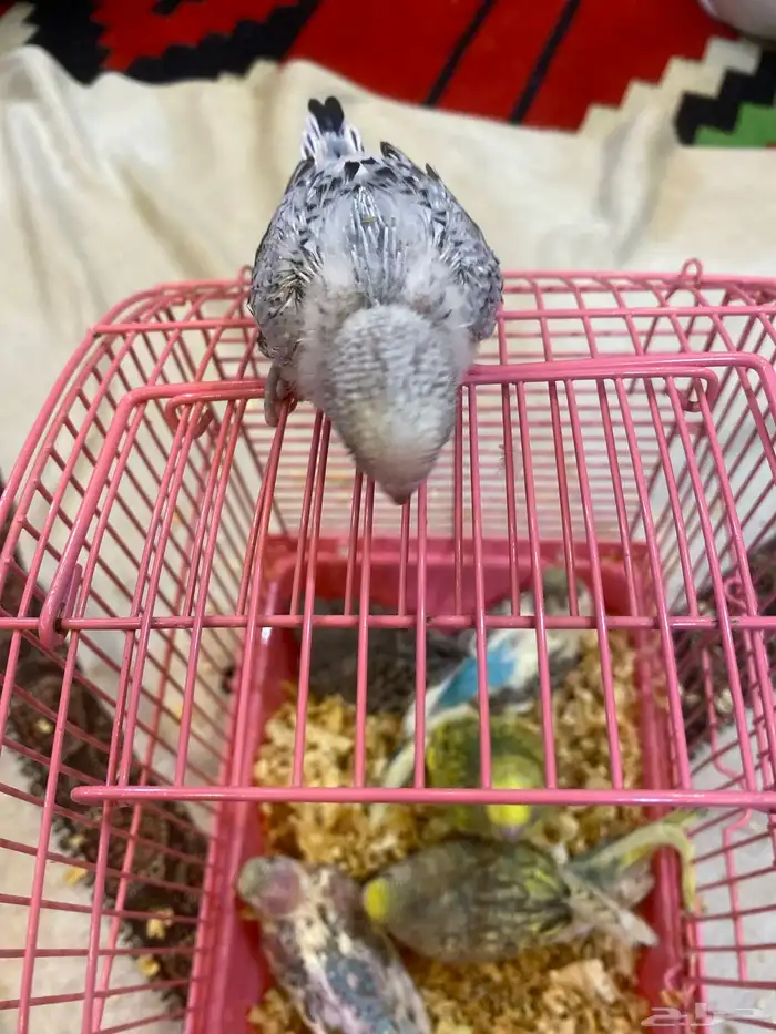 عاجل فروخ طيور حب غر 1