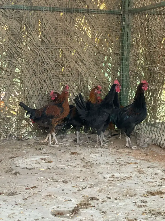 ديوك بلدي وفيومي 1