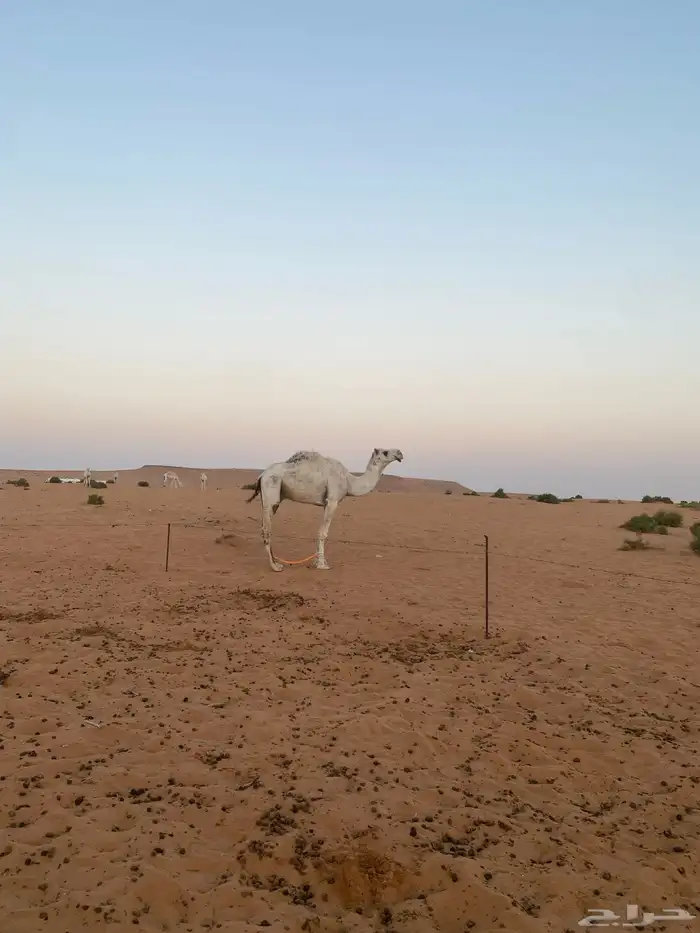 ابل للبيع 12