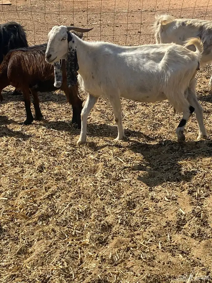 معزى مشروكات 1