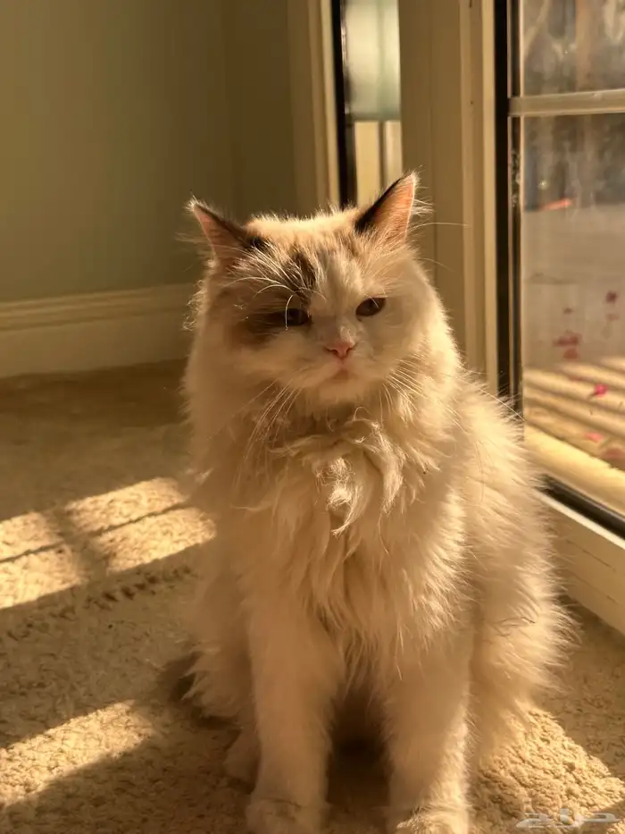 قط راغدول للبيع 1