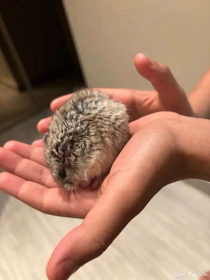 هامستر للبيع 1