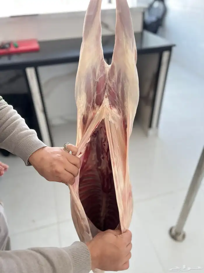 افضل اللحوم الطازجة لدي ملحمة الصالحة. بافضل الأسعار 9