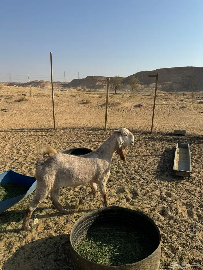 عنز ثنيه طيبه جدا فاخره العنز مقروعه لها حول شهر 2