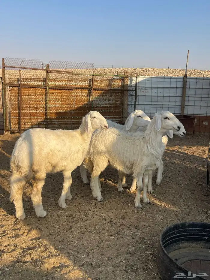 رخال صنف حرش مراح 5