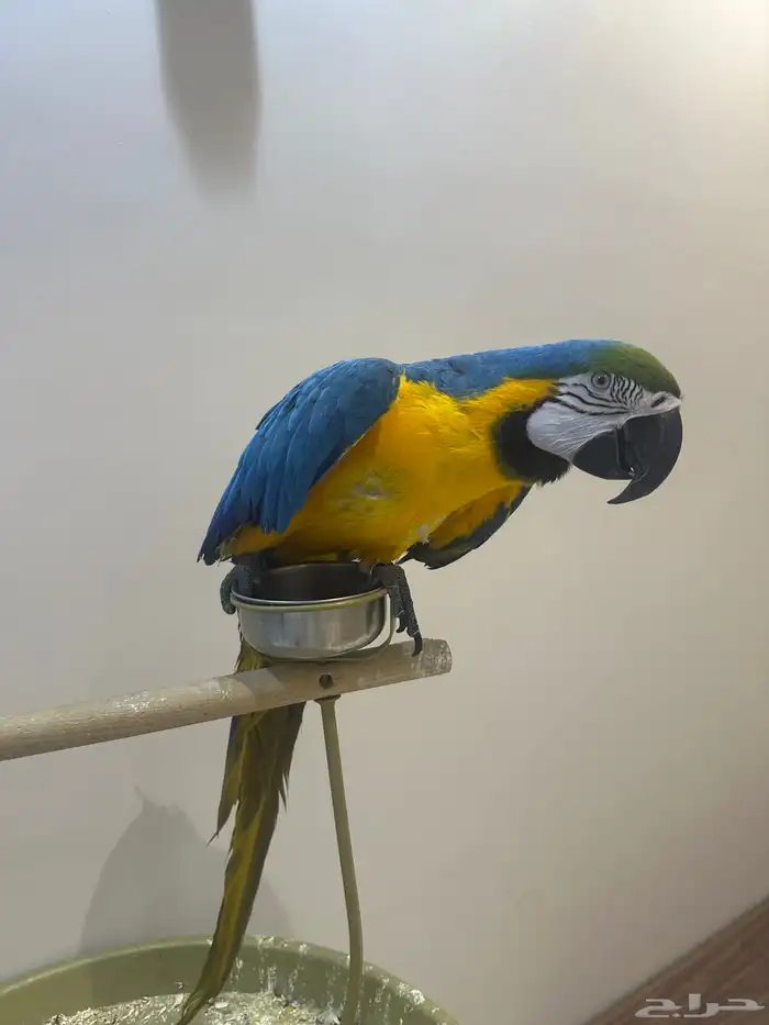 ببغاء مكاو 0