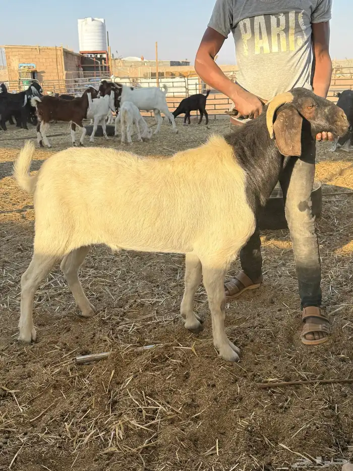 فحول بورقوت اصل - وعارضي ابيض - ومطور 9